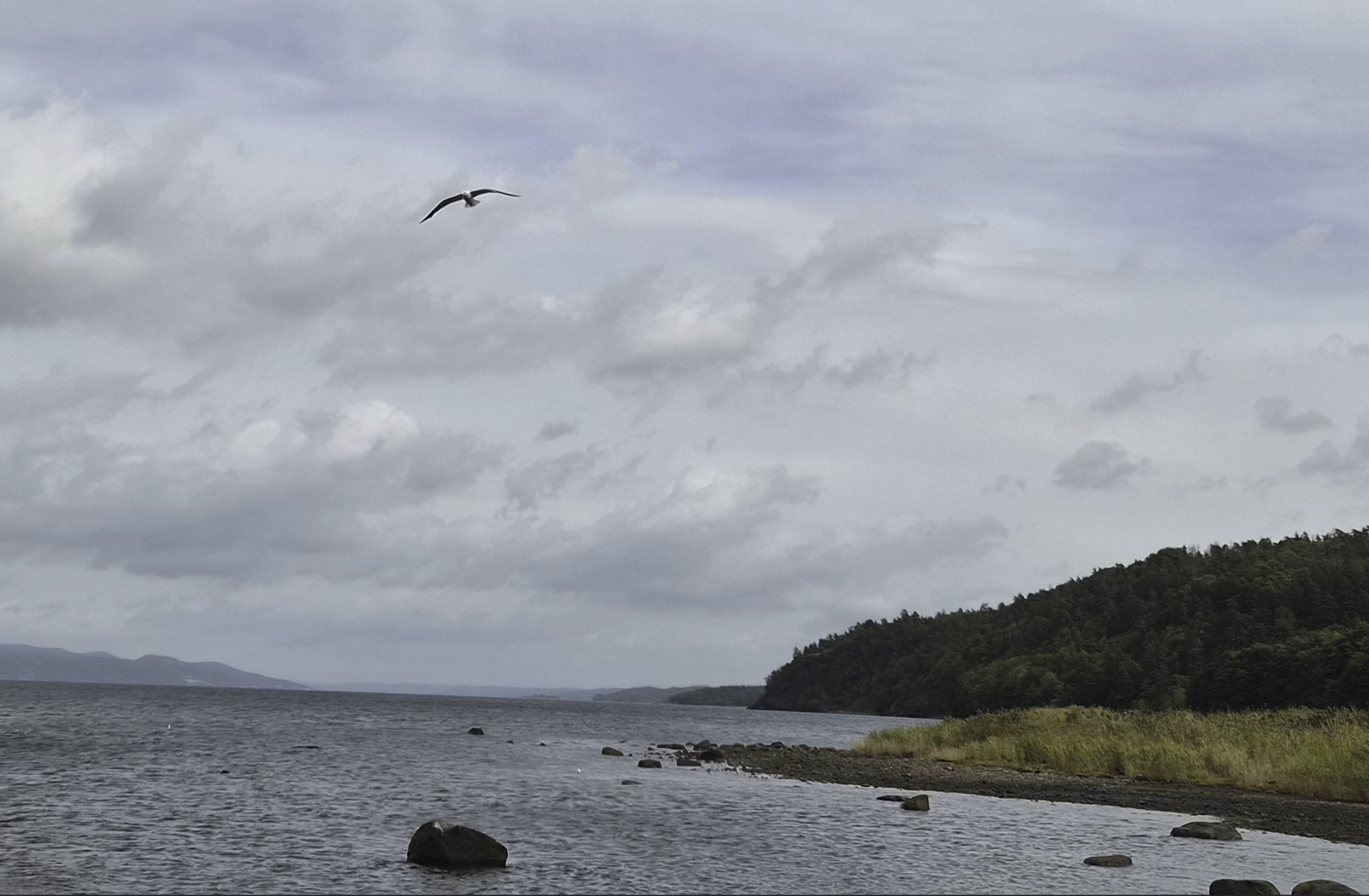 A seagull flying over a rocky fjord shoreline under an overcast sky